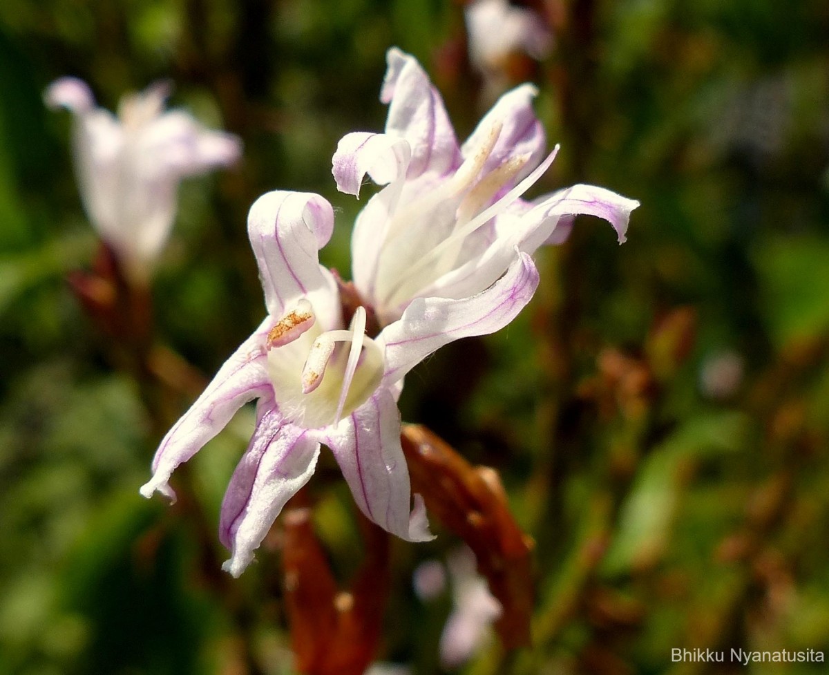 Strobilanthes stenodon C.B.Clarke